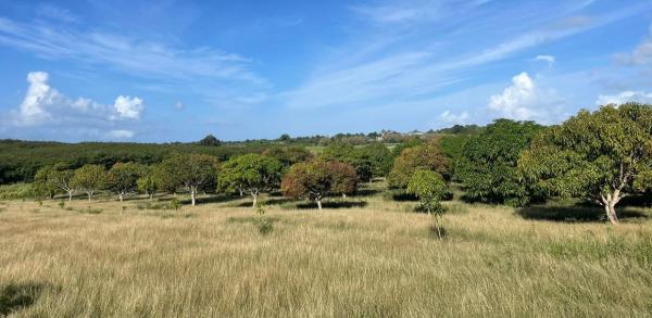 Plantation de manguiers en Guadeloupe. © Youri Uneau