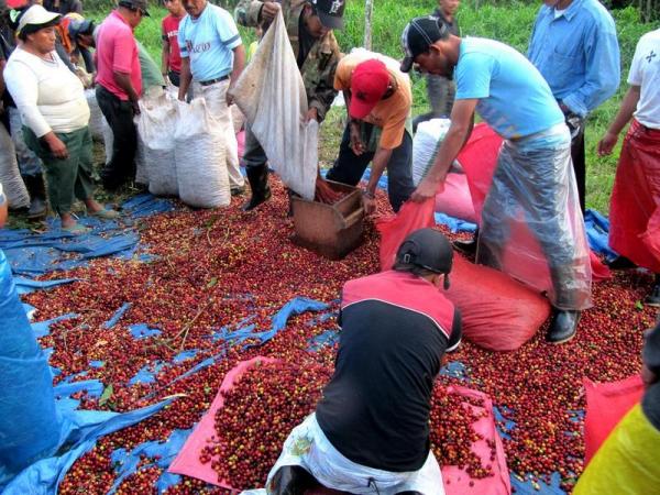 Coffee harvesting in Nicaragua © B. Bertrand, CIRAD