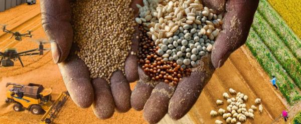 Extrait de la couverture du rapport © FAO-ISRA-Cirad