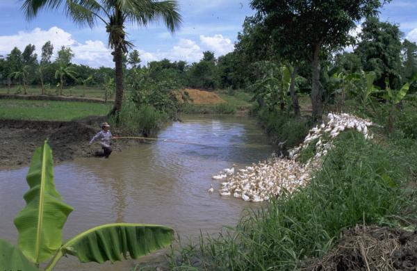 Vietnam, le gardien des canards leur fait traverser la rivière. © A.-V. Bernus, Cirad