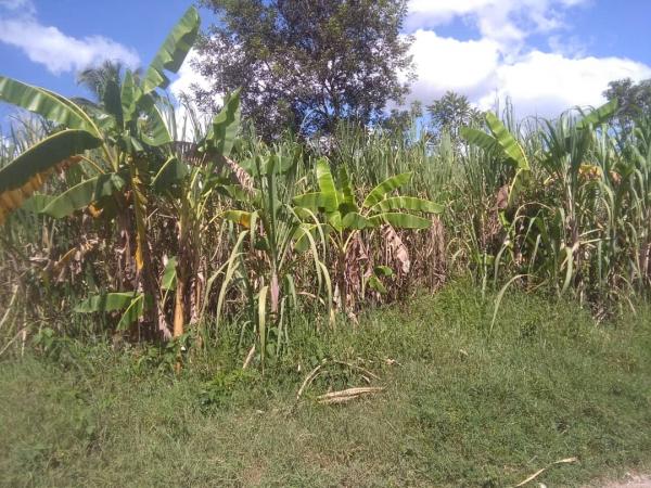 Sugarcane-banana intercropping: Farmers in the study zone already practise novel combinations as a way of coping with variability and climate change © B-Paul, Quisqueya University
