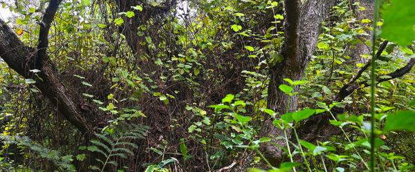 © Marion Dailloux, Cirad