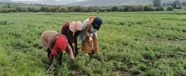 Ouvrières agricoles dans les champs en Tunisie