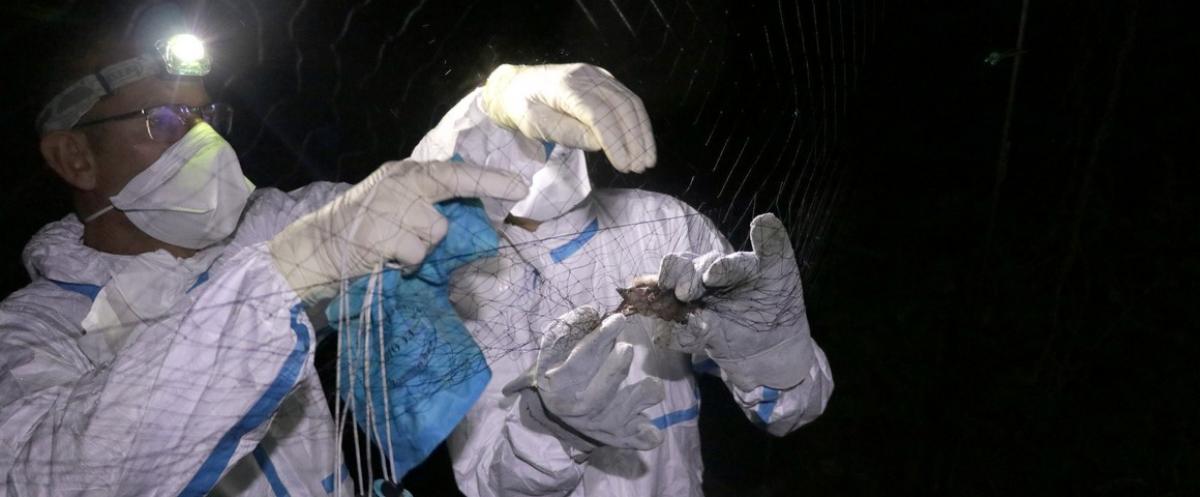 Capture de chauve-souris au Zimbabwe dans le cadre du projet Cazcom © A. Jimu, Cazcom