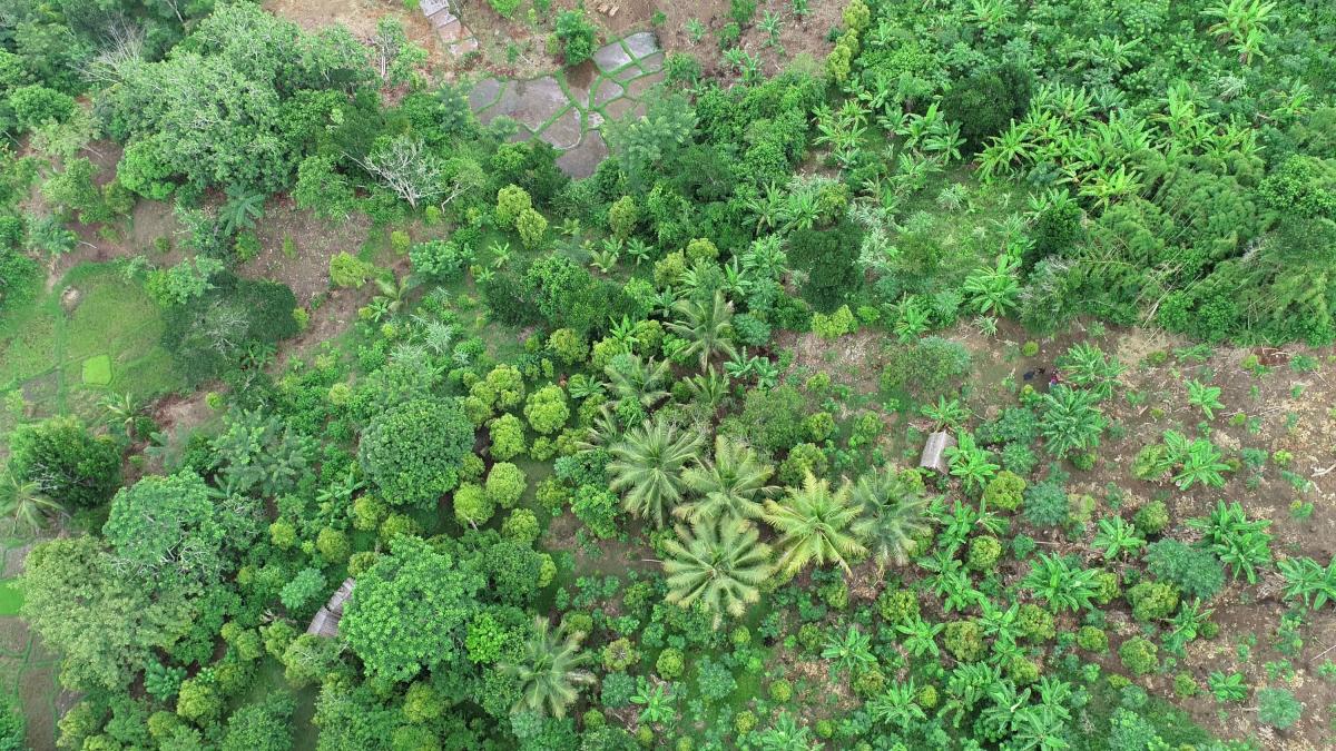 Clove tree landscape, Madagascar, image taken by drone © P Danthu