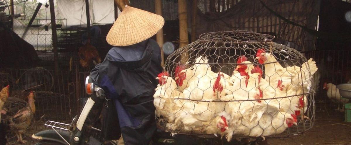 Motorbike carrying poultry from Ha Vi market © M-I. Peyre