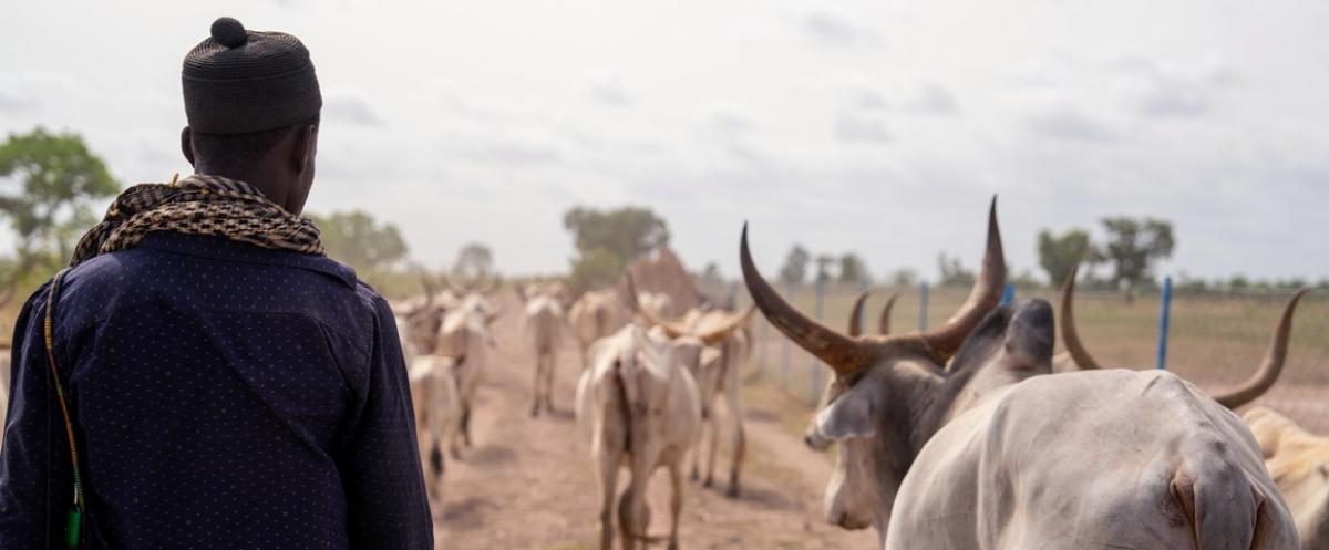Ousmane est agropasteur au Sénégal, dans la région du bassin arachidier. Son système de production associe cultures et élevage, et repose sur la mobilité saisonnière des troupeaux pour tirer parti au mieux de la variabilité des ressources © Imagéo-Parry/Francin
