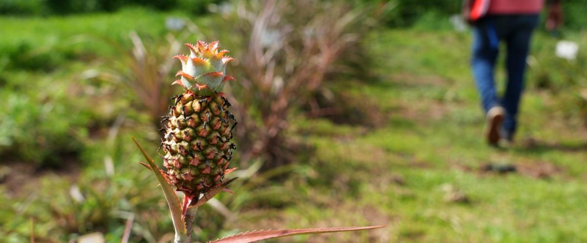 L’ananas est l’une des collections du CRB « Plantes tropicales »