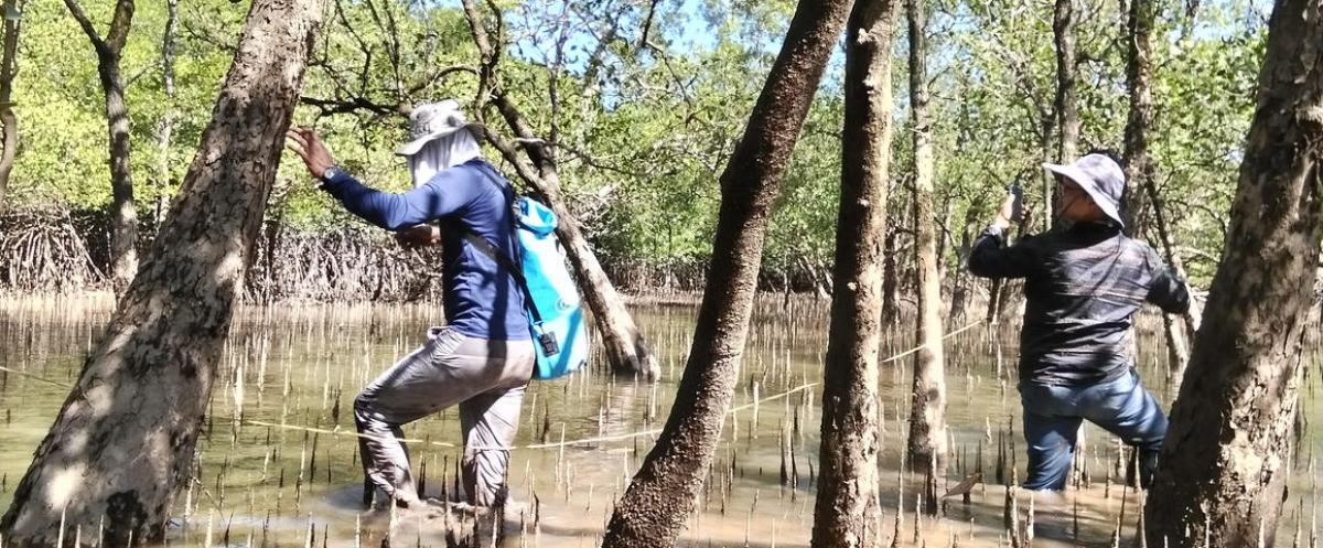 Arbres de l'espèce Sonneratia sp. entourés de pneumatophores. © Équipe du projet RESCuE, Thaïlande
