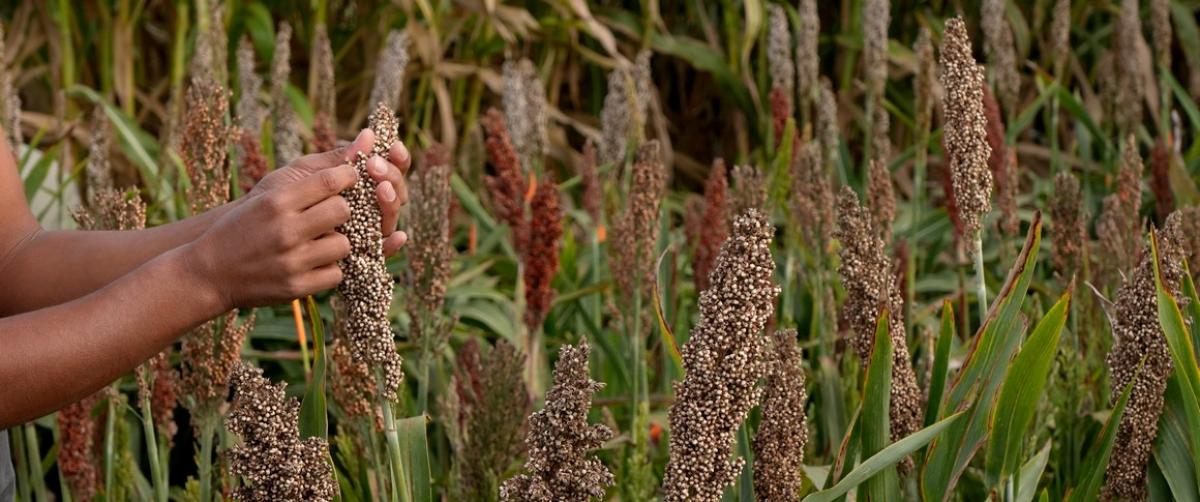 Champ de sorgho sur une parcelle expérimentale du CIRAD