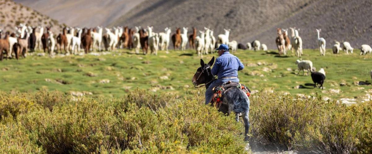 Lamas dans la vega, Argentine