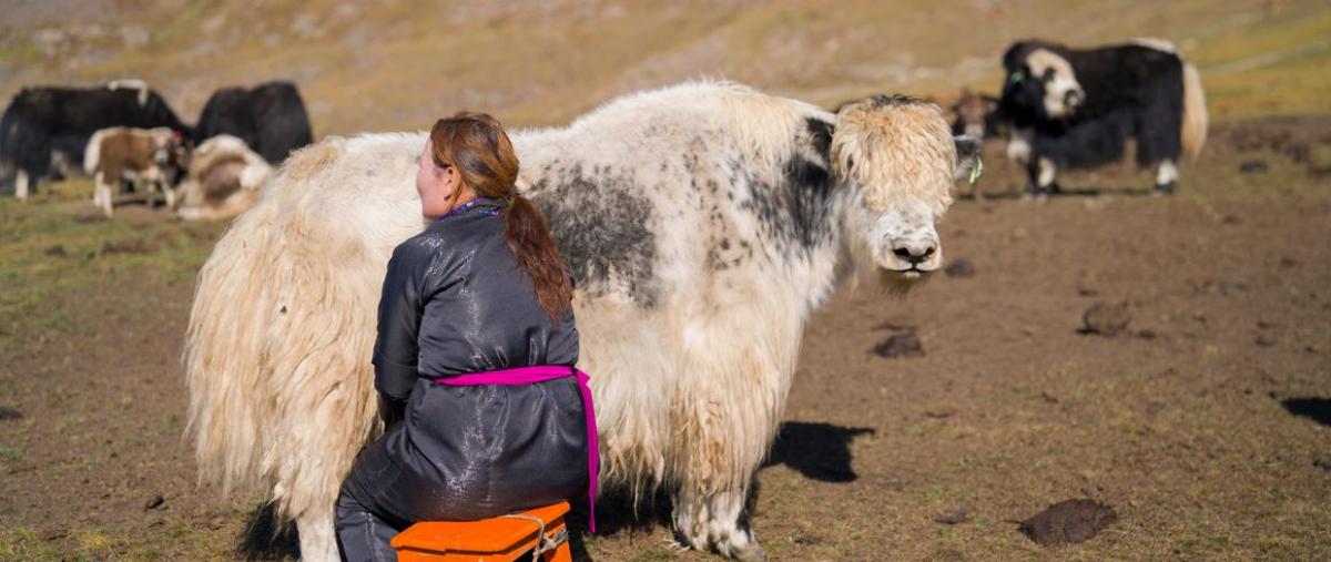 La Mongolie, terre de pastoralisme, accueille la COP17 dans sa capitale Oulan-Bator, du 17 au 28 août 2026 ©  Tristan Parry Imageo