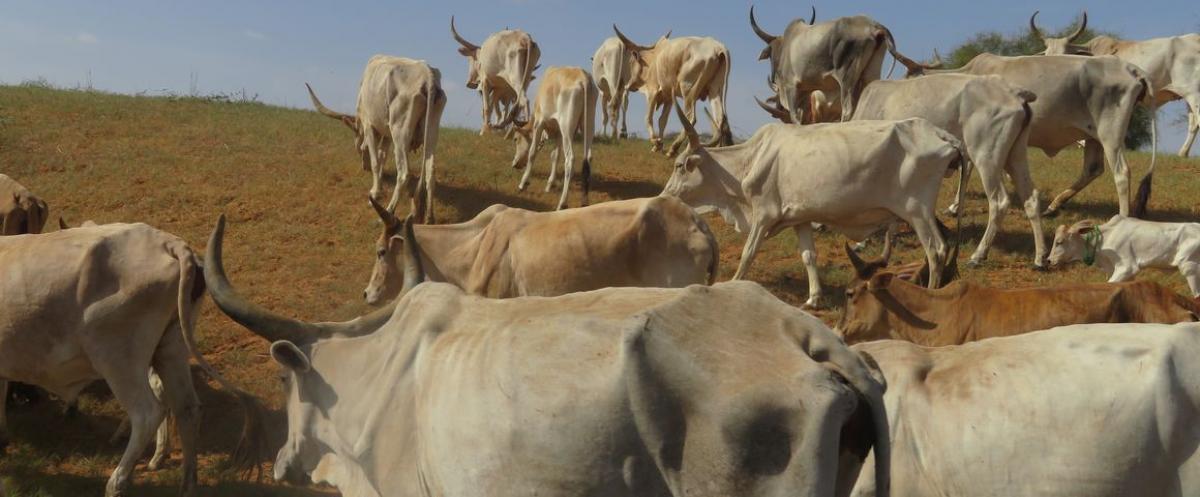 Troupeau de bovins en pâturage dans le bassin arachidier, au Sénégal © S. Taugourdeau, CIRAD