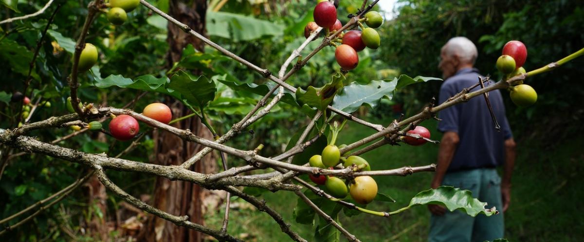 Étienne Crane, coffee producer, on his farm in Vieux-Habitants