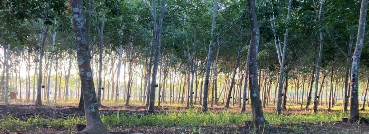 Rubber growing in Thailand © L. Vaysse