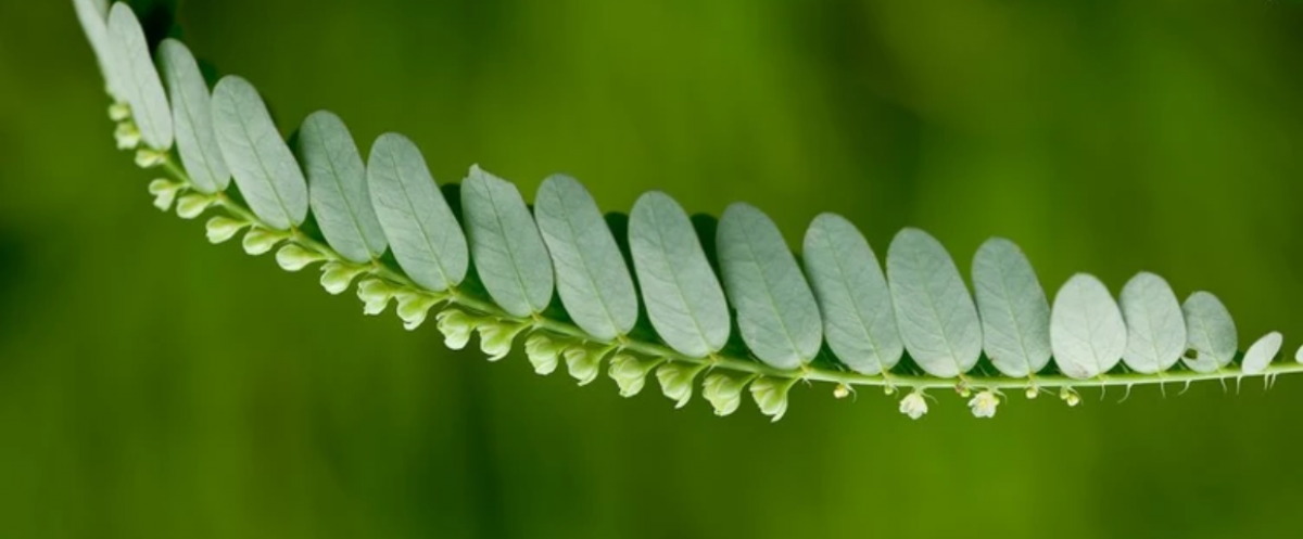 photo de Phyllanthus niruroides