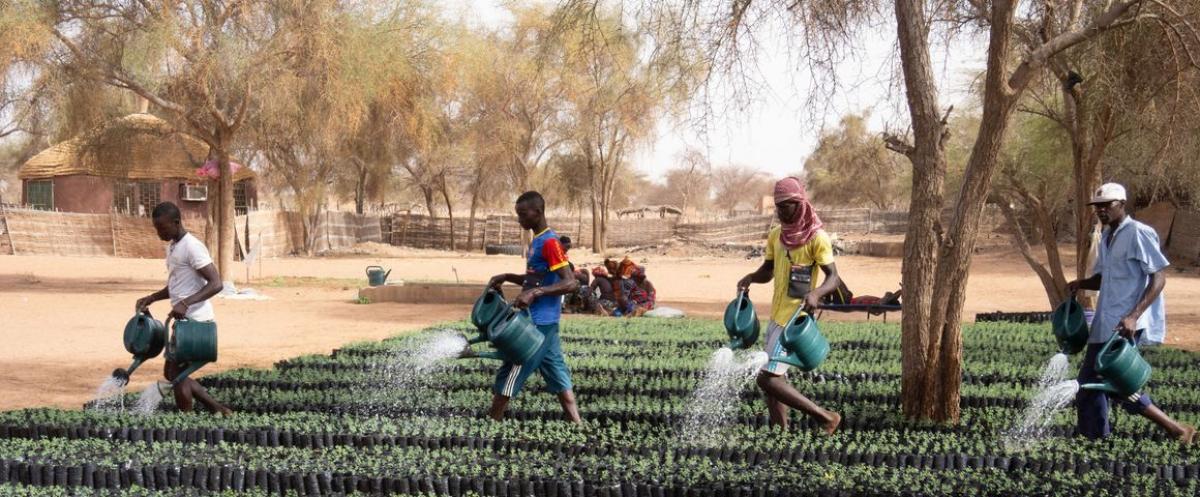 Dans le Ferlo sénégalais, dans les pépinières de Widou, des jeunes peuls arrosent les plants des futurs arbres qui feront avancer la grande muraille verte qui traverse le Sahel africain d’est en ouest. Au-delà d’un symbole transnational pour la lutte contre le changement climatique, ce projet vise aussi à inciter les populations locales à végétaliser un milieu désormais très fragilisé et plus généralement à renforcer une gestion rationnelle des écosystèmes. © V. Blanfort, CIRAD