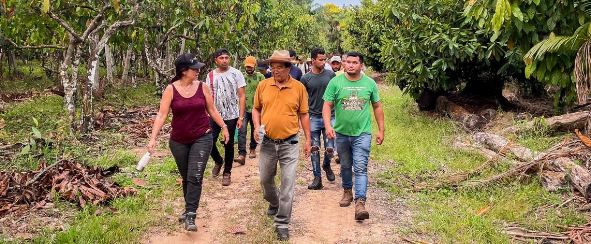 Visite d'une exploitation située près de Belém et qui associe plusieurs espèces d'arbres, dont du cacao et de l'açai, le fruit d'un palmier © E. Coudel, Cirad