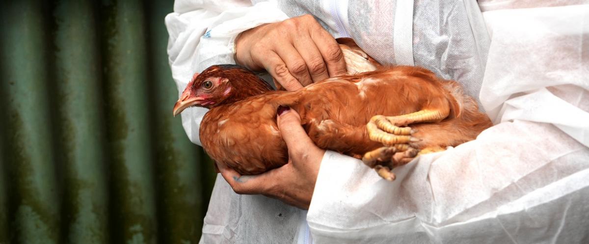 Sur la commune de Petit-Bourg en Guadeloupe, des poules sont utilisées comme animaux sentinelles