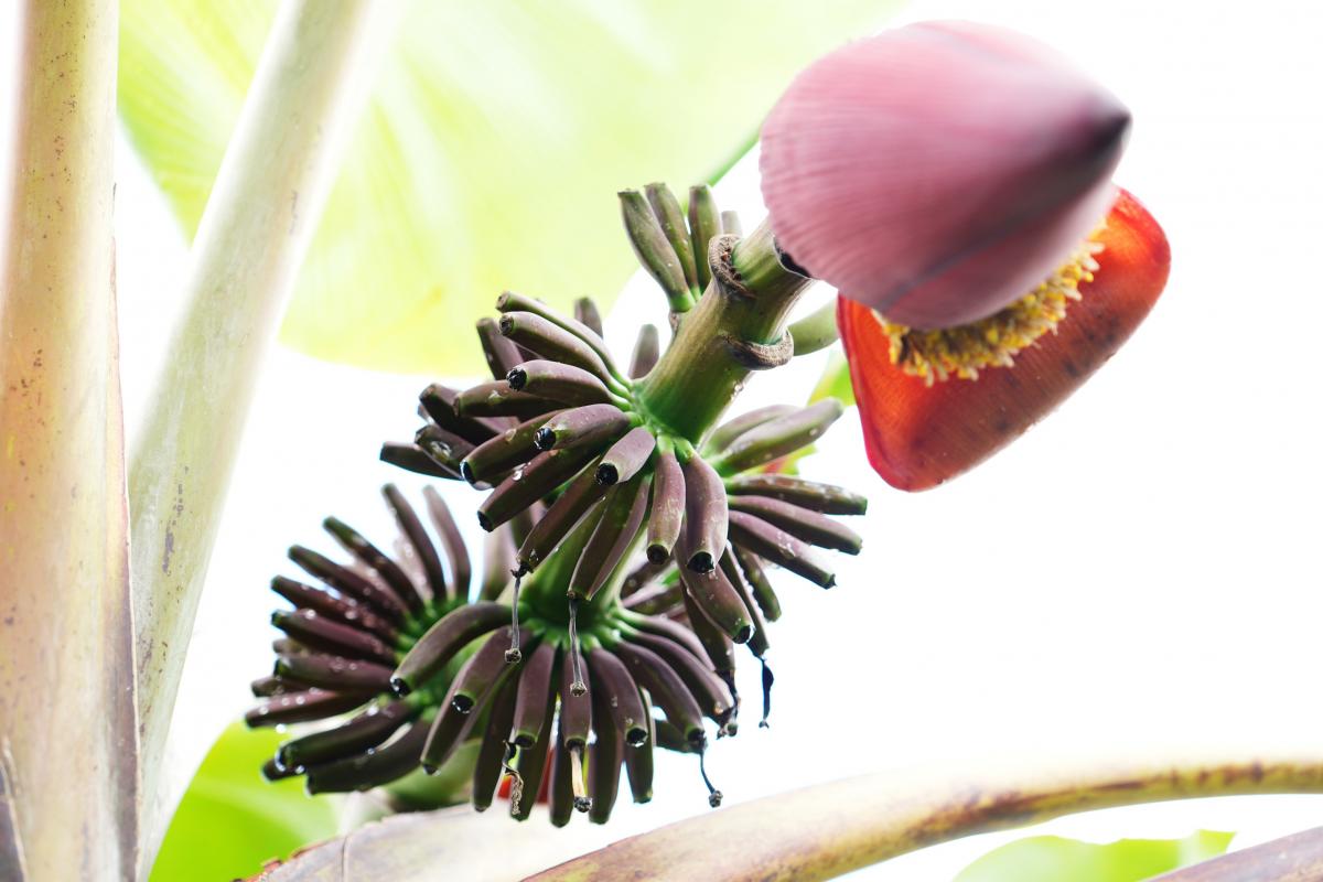 Banane plantain noire au sein de la collection du CIRAD