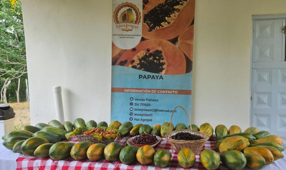 Papayes de l&rsquo;association agro-entrepreneuriale et communautaire ASOAGROPAT