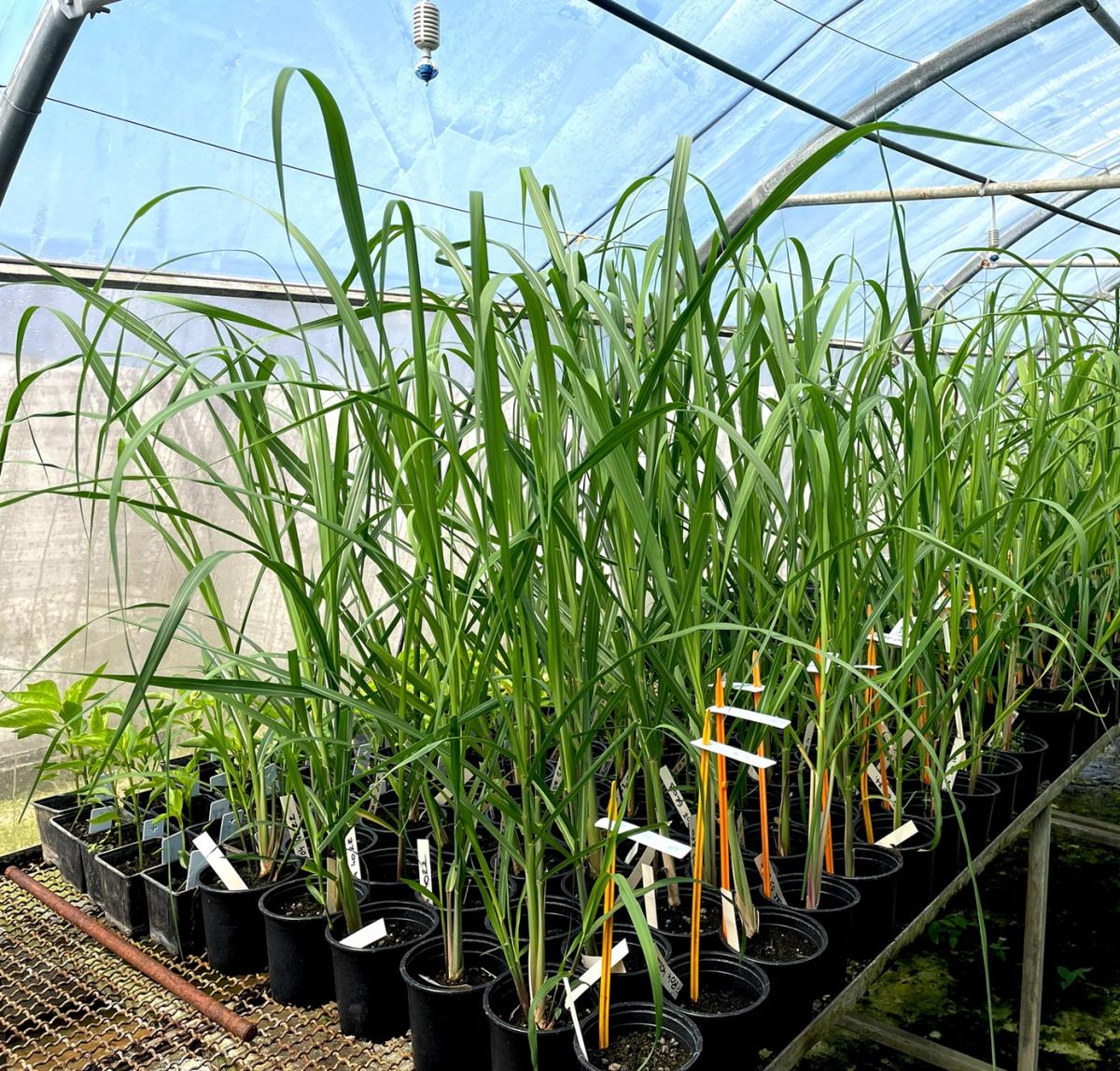 Cannes &agrave; sucre pour la collection du CIRAD, h&eacute;berg&eacute;e &agrave; Petit-Bourg en Guadeloupe
