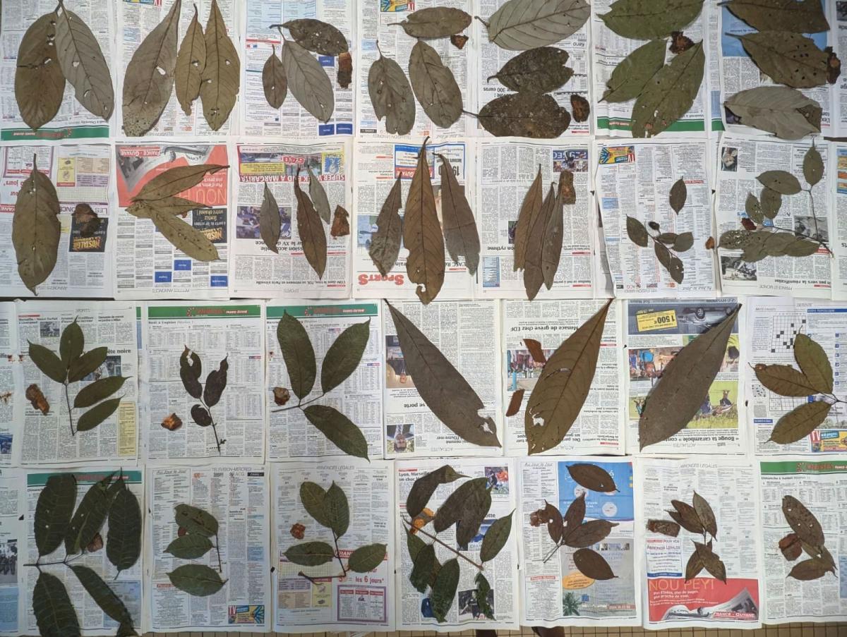 Feuilles d&rsquo;arbres en attente d&rsquo;identification. Herbier de Cayenne