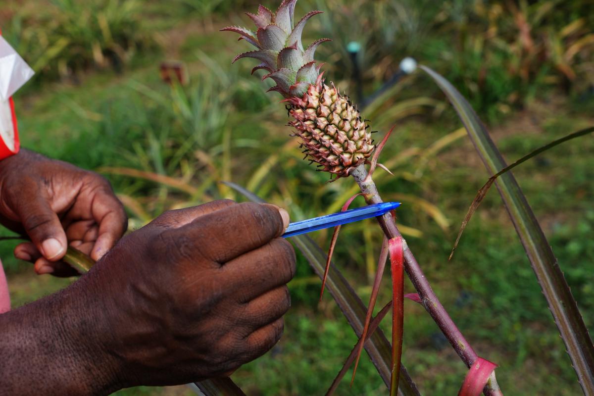 Ananas dot&eacute; d&rsquo;une longue tige, id&eacute;al pour un usage ornemental. CRB-PT, collection du CIRAD, Le Lamentin