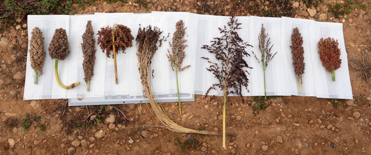 Sorghum panicles from different varieties