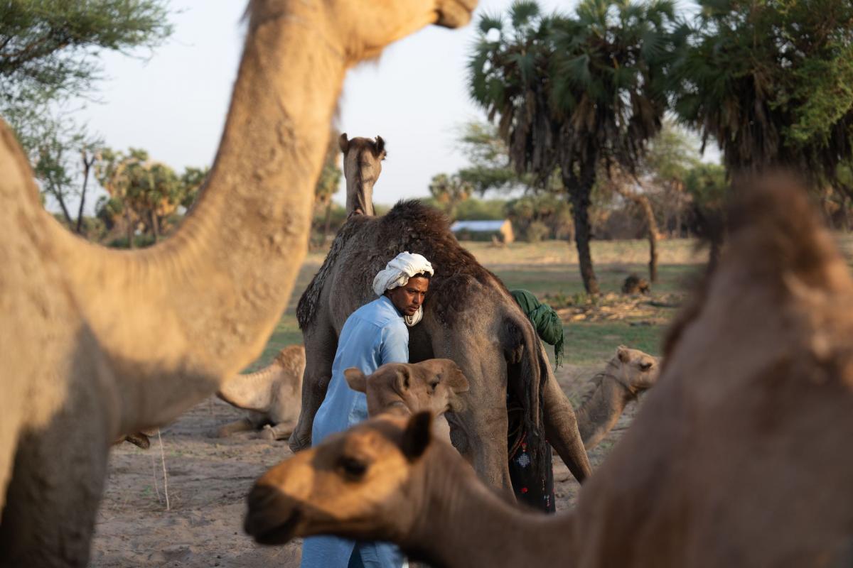 Pastoralists in Chad