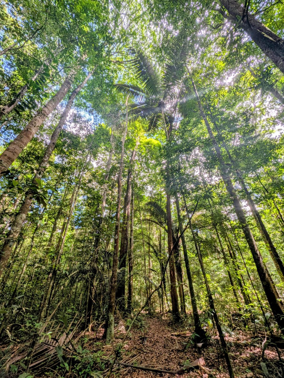 For&ecirc;t guyanaise