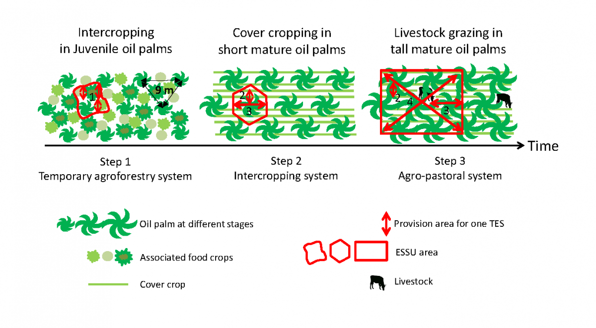 Analysis of the evolution of a diversified oil palm cropping system in Cameroon over time