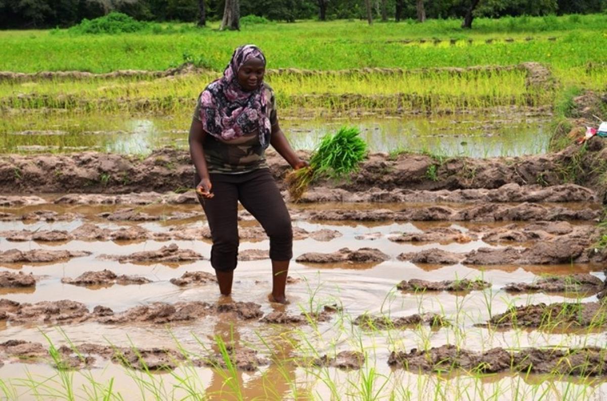 Paysanne s&eacute;n&eacute;galaise dans sa rizi&egrave;re en Basse-Casamance, S&eacute;n&eacute;gal