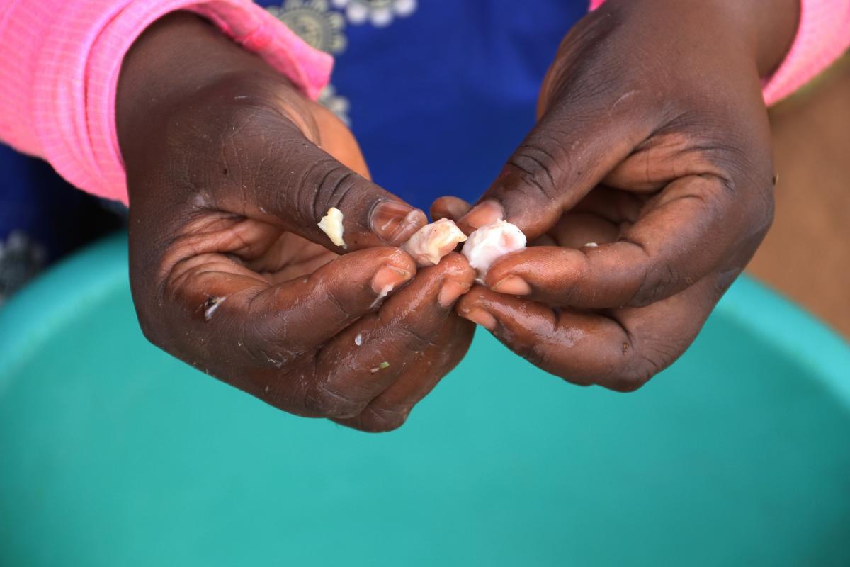 Avant la mise en p&eacute;pini&egrave;re, les f&egrave;ves de cacao sont tremp&eacute;es dans l&rsquo;eau pour &eacute;liminer les graines impropres
