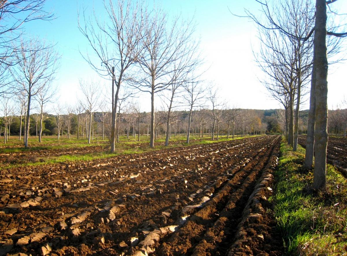 L’agroforesterie, comme ici au domaine expérimental de Restinclières (France), est largement bénéfique pour le climat, notamment grâce à une grande capacité de stockage du carbone dans le sol et dans la biomasse © R. Cardinael, Cirad