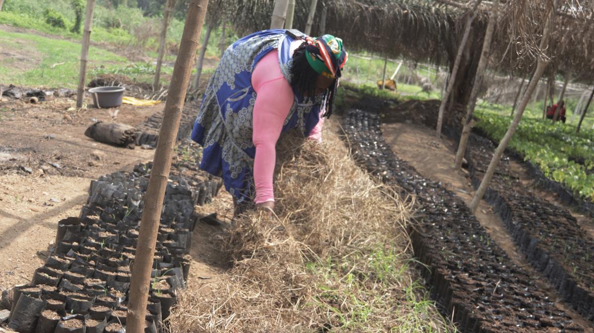 Pour pr&eacute;server l&rsquo;humidit&eacute; et prot&eacute;ger les plants de la forte chaleur, Marie Clarisse Ndengue couvre ses semis avec des herbe s&egrave;ches &copy; S. Koutchou Mbougueng, Cirad