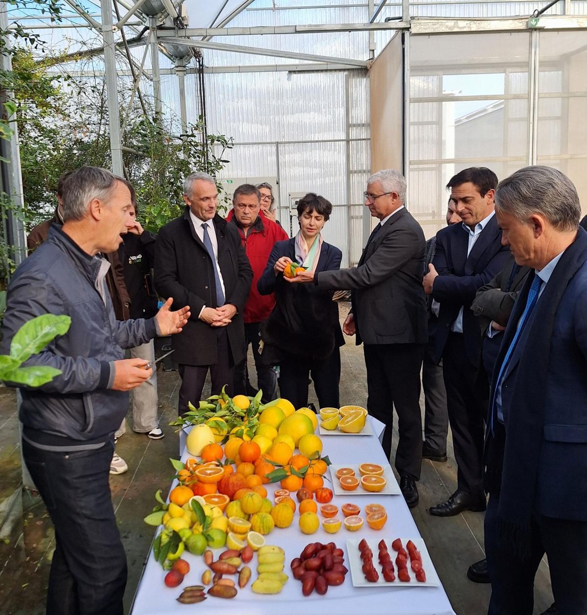 Présentation d’une partie de la collection d’agrumes du CRB Citrus lors de l’inauguration de ARCHE le 5 décembre