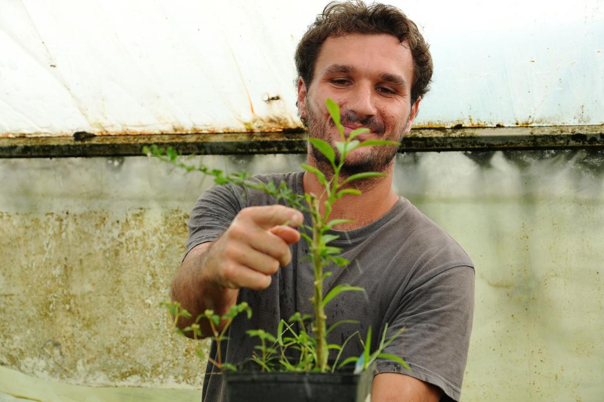 Guillaume Rambert, VSC du Cirad, avec un hybride microcitrus/mandarine sur un porte-greffe