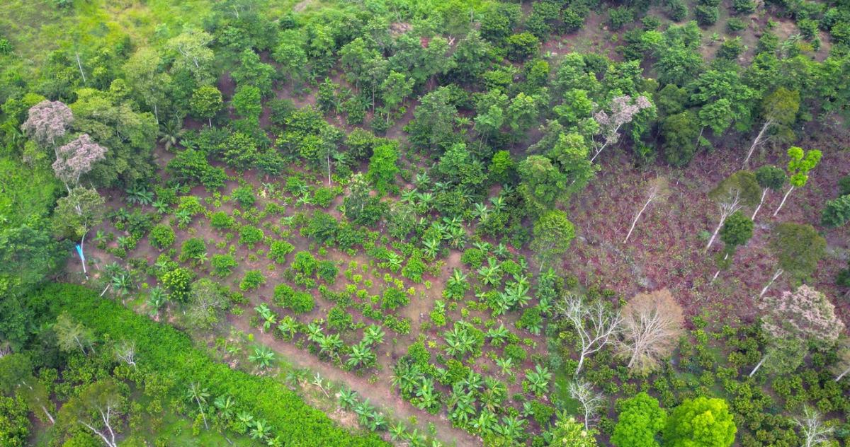 Vue de drone du jardin de conservation initi&eacute; par Choba Choba qui r&eacute;unit des cacaoyers identifi&eacute;s par les cacaoculteurs comme natifs de la r&eacute;gion et pr&eacute;sents dans certaines parcelles cultiv&eacute;es aux c&ocirc;t&eacute;s des clones commerciaux &copy; P. Japami