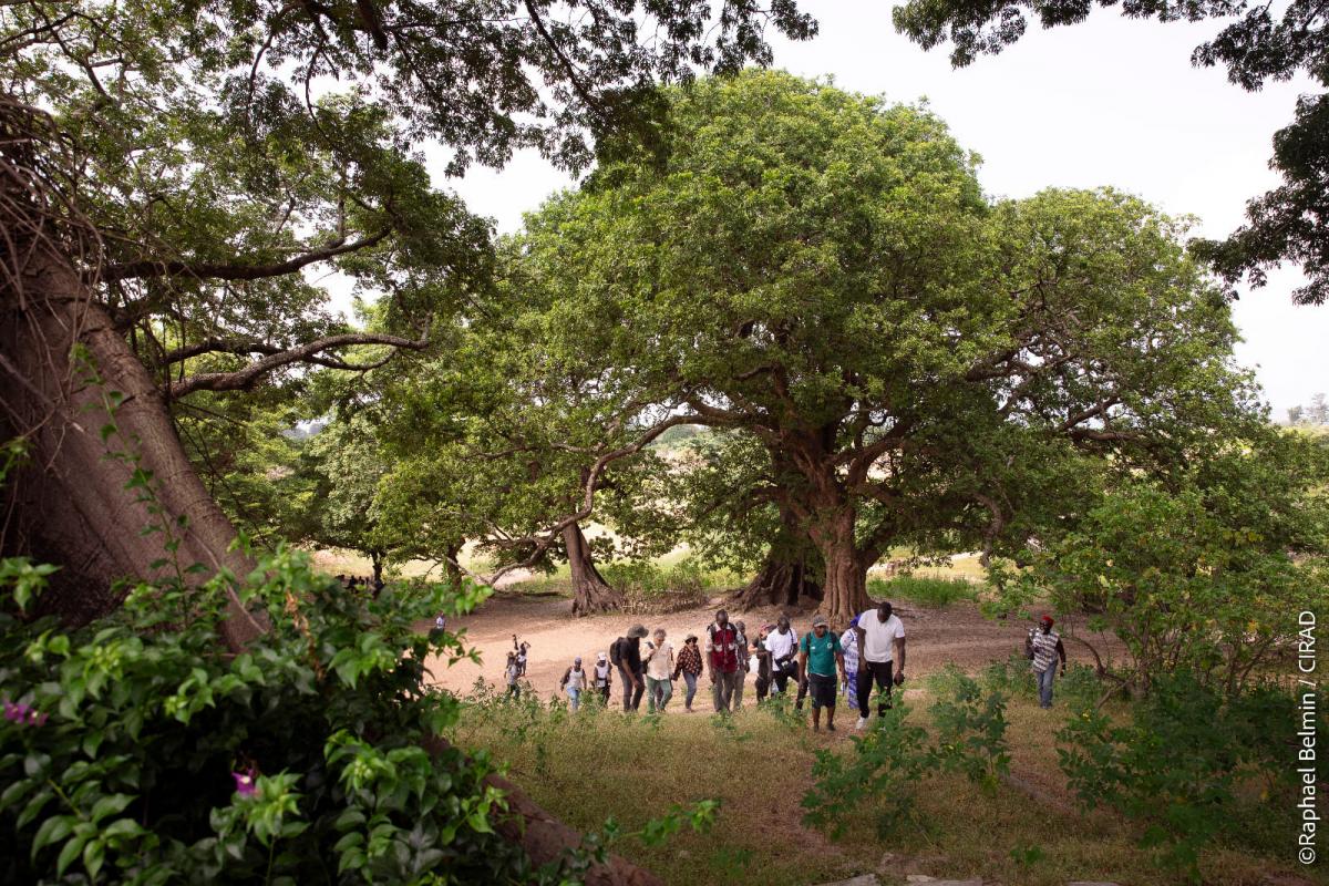 Visite d'inventaire du patrimoine agroécologique de Basse Casamance