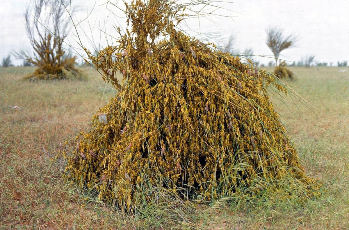 Buisson couvert de larves et de jeune imagos de criquets pèlerins, Schistocerca gregaria, (Kanem, Tchad). Michel Lecoq, © Cirad