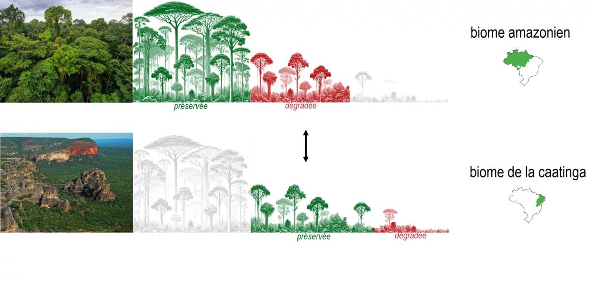 amazon vs caatinga - biome