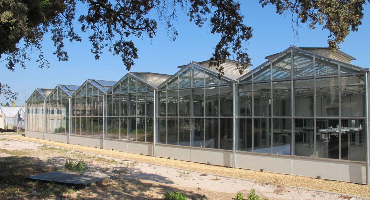 The AbioPhen greenhouses simulate future climate conditions © L. Rodriguez, CIRAD