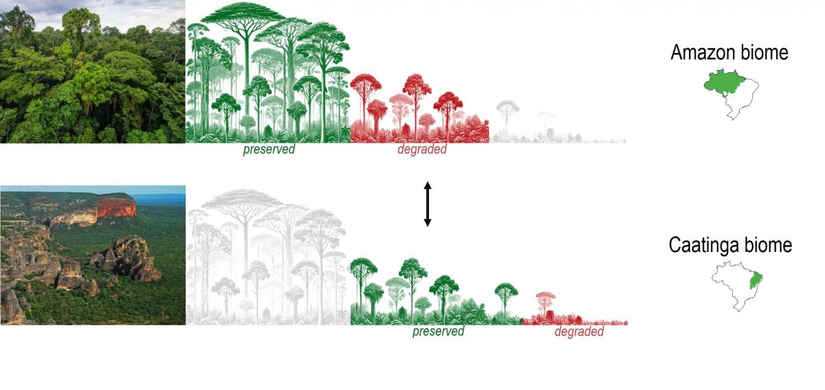 amazon vs caatinga - biome