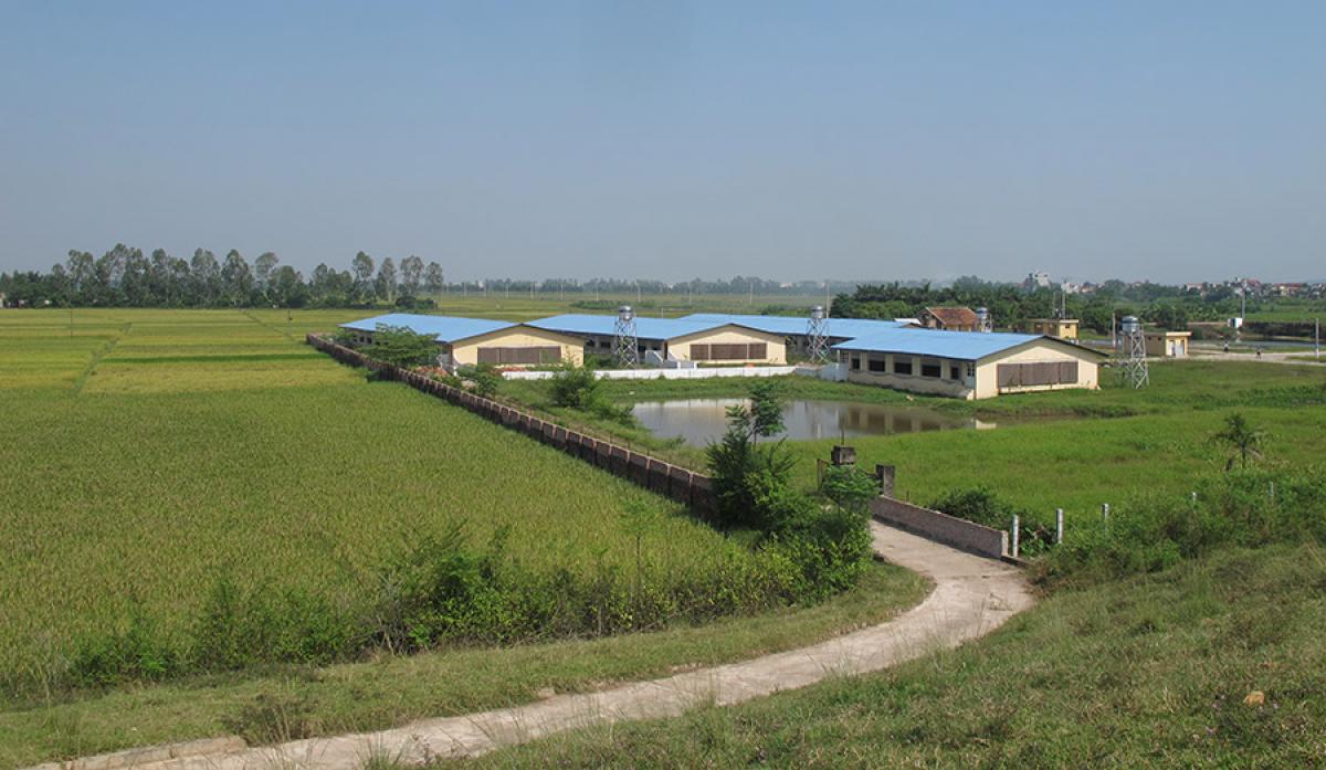 Commercial pig farms on the outskirts of Hanoi © Jean-Daniel Cesaro, CIRAD