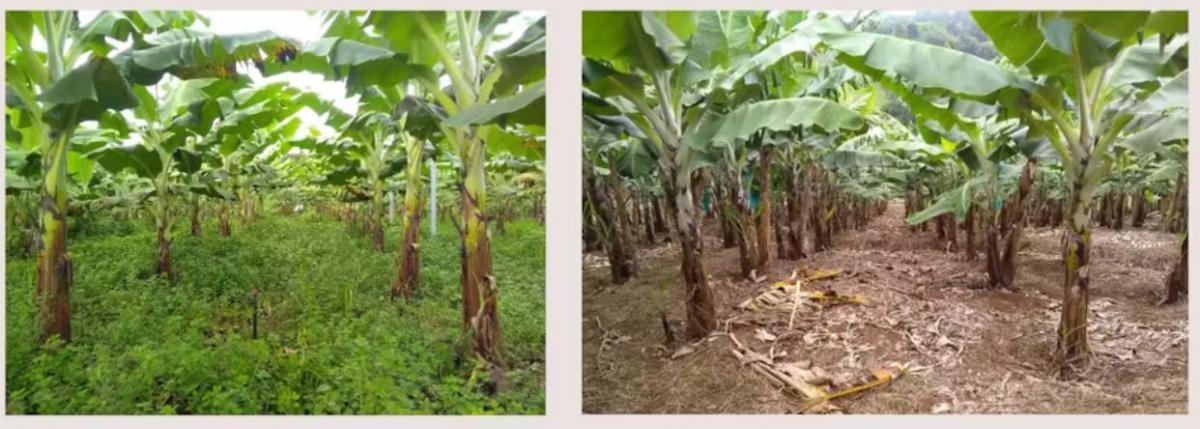 L: A banana plot in which weeds are managed by mowing, R: A plot in which weeds are managed by applying glyphosate © M. Coulis