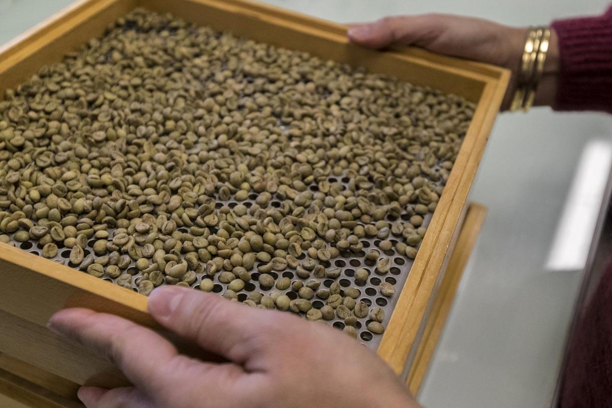 Tri des grains de café torréfiés © C. Cornu, Cirad