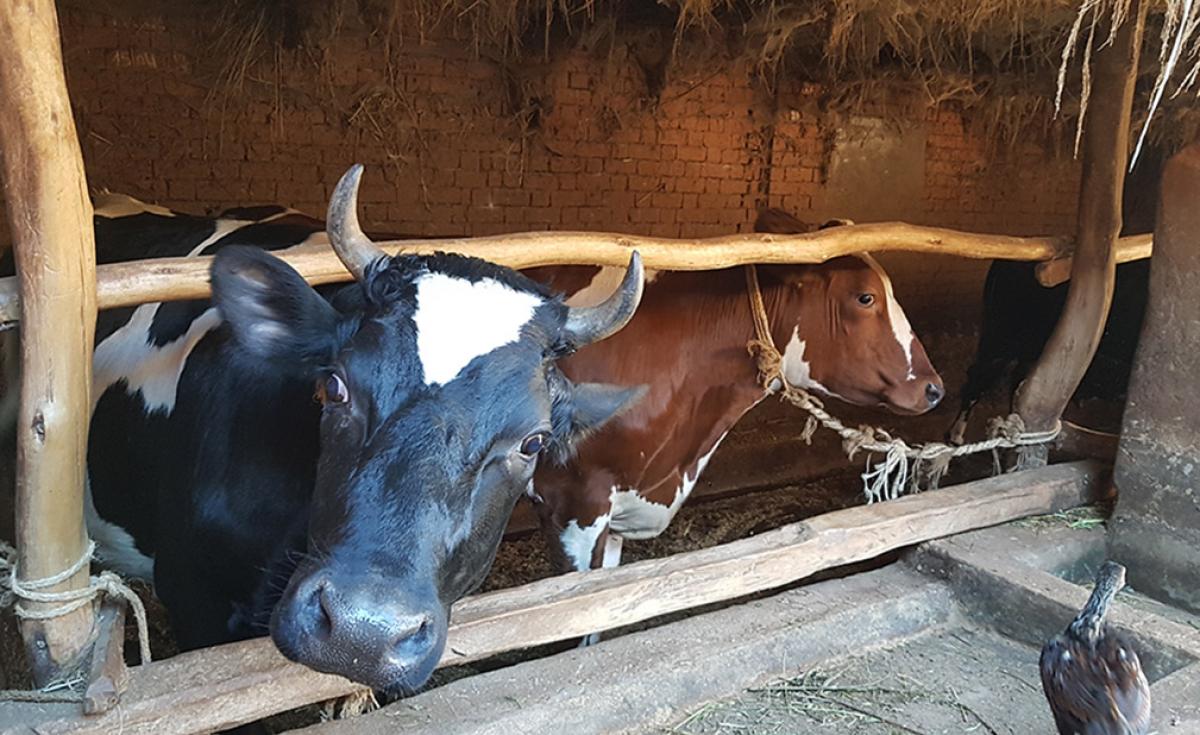 To boost the volume of milk produced, the wealthiest farmers increasingly practise genetic improvement (primarily of Norwegian reds and holsteins), using artificial insemination or covering stations. Photo: crossbreed dairy cows on a periurban farm, Antsirabe © M. Vigne, CIRAD