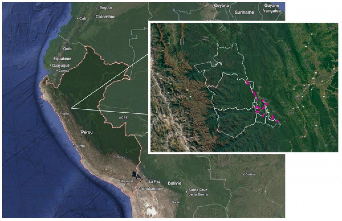 La expedici&oacute;n abarc&oacute; 11 concesiones de bosque primario protegidas por las comunidades locales (en blanco en el mapa peque&ntilde;o). En rosado, los 165 &aacute;rboles de cacao silvestre geolocalizados.