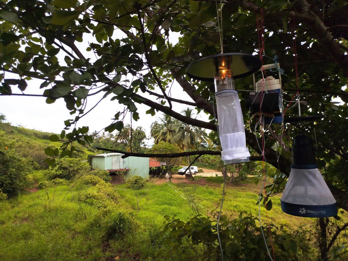 Pi&egrave;ge &agrave; moustiques install&eacute; au sein de l&rsquo;&eacute;curie du lac de Goyave, un des foyers d&rsquo;&eacute;mergence du virus West Nile en 2024, Guadeloupe